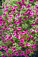 Petunia Supertunia ® Pretty Much Picasso™