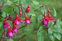 Fuchsia Empress of Prussia