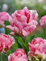 Tulipa Double Arosa