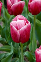 Tulipa Triumph Expression