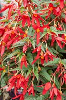 Begonia boliviensis Beauvilia Red