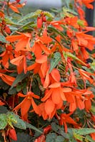 Begonia Bossa Nova ® Orange