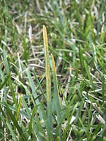 Rust fungus on the lawn