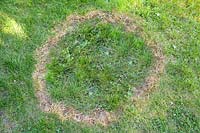 Fairy ring on the lawn