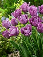 Tulipa Single Late Bleu Aimable