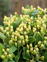 Hypericum androsaemum Ivory Flair