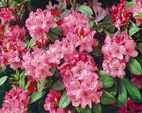 Rhododendron Karin