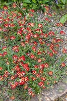 Anthyllis vulneraria Red Carpet
