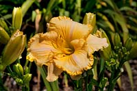 Hemerocallis Sherry Lane Carr