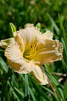 Hemerocallis Beethoven