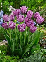 Tulipa Single Late Bleu Aimable