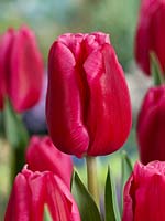 Tulipa Nr. 74 Sterk Rose
