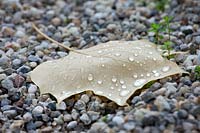 Water drops on Liriodendron leaf