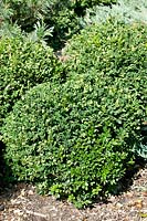 Buxus sempervirens Glencoe 'Chicagoland Green' ®