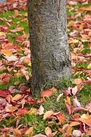 Fagus sylvatica, autumn leaves