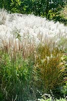 Ornamental grass mix with Miscanthus and Calamagrostis