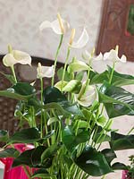 Anthurium andreanum White Champion