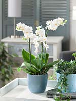 Phalaenopsis Hybride