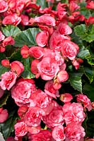 Begonia Solenia ® Dusty Rose