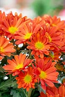 Chrysanthemum Hilo ™ Tangerine