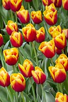 Tulipa Triumph Hennie van der Most