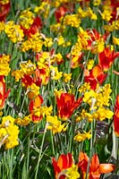 Tulipa fosteriana Juan and Narcissus jonquilla Quail