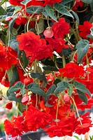 Begonia AmeriHybrid ® Hanging Basket Red