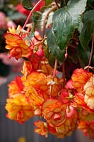 Begonia AmeriHybrid ® Picotee Sunburst