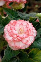 Begonia AmeriHybrid ® Picotee White Pink