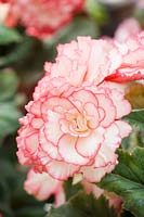 Begonia AmeriHybrid ® Picotee White Pink