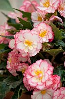 Begonia AmeriHybrid ® Picotee On Top ® Pink Halo