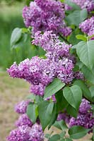 Syringa vulgaris Ruhm von Horstenstein