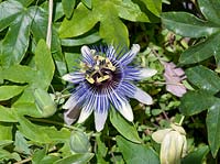 Passiflora Blue Boutique