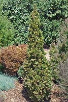 Thuja occidentalis Degroot's Spire