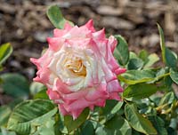 Rosa Princess Diana