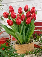 Tulipa Triumph Hotspot