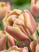 Tulipa Double Early La Belle Epoque