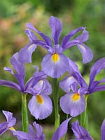 Iris x hollandica Hildegarde