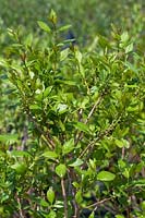 Ilex verticillata Jim Dandy