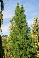 Sciadopitys verticillata Wintergreen