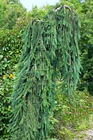 Picea abies Frohburg