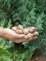 Planting instruction bulbs and tubers / step 1