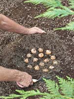 Planting instruction bulbs and tubers / step 4