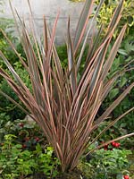 Phormium Sundowner