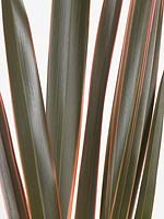 Phormium Sundowner