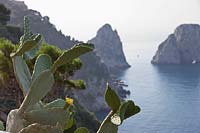 Mediterranean Impression with Opuntia