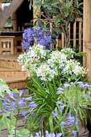 Impression with Agapanthus