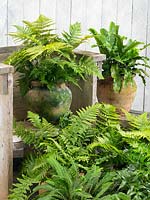 Ferns mix