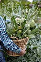 Cynara scolymus Vert Globe