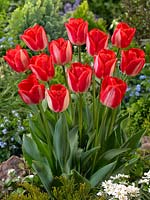 Tulipa Triumph Lipgloss